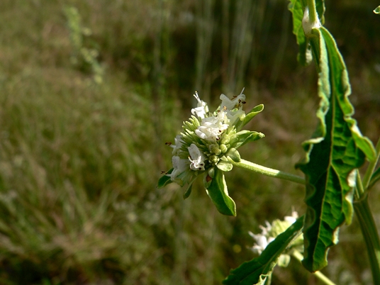 {Hyptis alata}